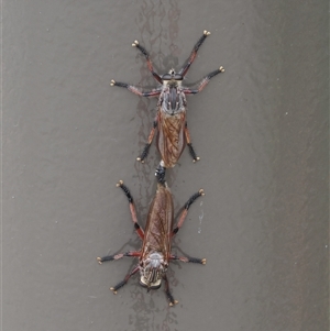 Neoaratus hercules at Acton, ACT - 26 Nov 2024 02:22 PM