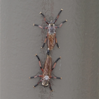 Neoaratus hercules (Herculean Robber Fly) at Acton, ACT - 26 Nov 2024 by RAllen