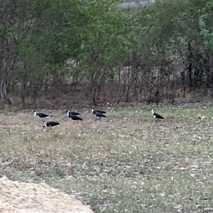 Threskiornis spinicollis (Straw-necked Ibis) at The Whiteman, NSW by geoffcrispin