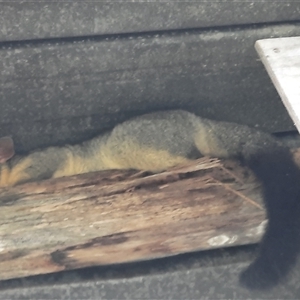 Trichosurus vulpecula at The Whiteman, NSW - 4 Apr 2021 10:37 AM