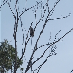 Haliaeetus leucogaster (White-bellied Sea-Eagle) at The Whiteman, NSW - 27 Nov 2024 by geoffcrispin