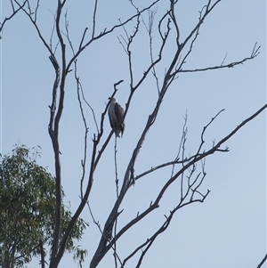 Haliaeetus leucogaster (White-bellied Sea-Eagle) at The Whiteman, NSW by geoffcrispin