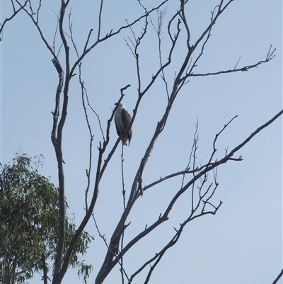 Haliaeetus leucogaster (White-bellied Sea-Eagle) at The Whiteman, NSW - 26 Nov 2024 by geoffcrispin