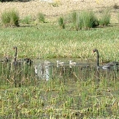 Cygnus atratus (Black Swan) at The Whiteman, NSW - 31 Dec 2001 by geoffcrispin