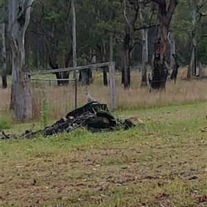 Ocyphaps lophotes at The Whiteman, NSW - 19 Oct 2020