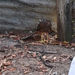 Tachyspiza fasciata (Brown Goshawk) at The Whiteman, NSW - 13 Feb 2024 by geoffcrispin