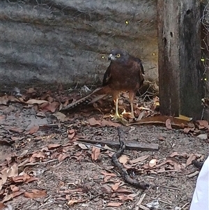 Tachyspiza fasciata (Brown Goshawk) at The Whiteman, NSW by geoffcrispin