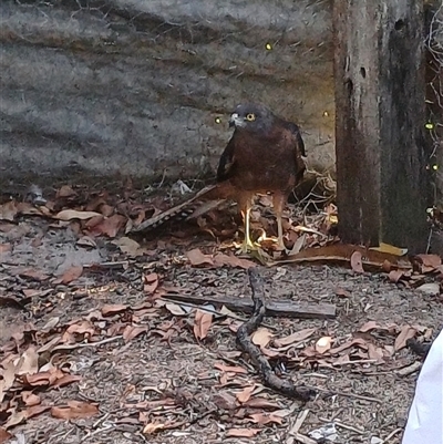 Tachyspiza fasciata (Brown Goshawk) at The Whiteman, NSW - 13 Feb 2024 by geoffcrispin