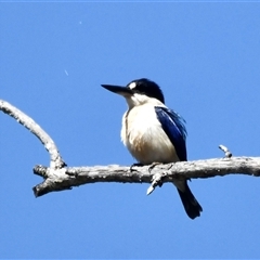 Todiramphus macleayii (Forest Kingfisher) at The Whiteman, NSW - 20 Aug 2022 by geoffcrispin