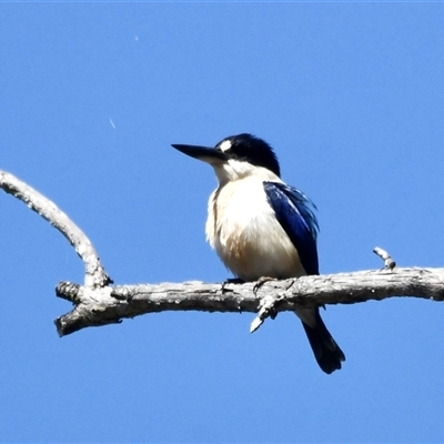 Todiramphus macleayii (Forest Kingfisher) at The Whiteman, NSW - 20 Aug 2022 by geoffcrispin