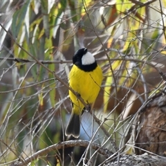 Pachycephala pectoralis (Golden Whistler) at The Whiteman, NSW - 20 Aug 2022 by geoffcrispin