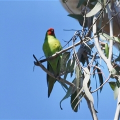 Parvipsitta pusilla (Little Lorikeet) at The Whiteman, NSW - 20 Aug 2022 by geoffcrispin