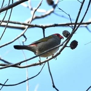 Neochmia temporalis (Red-browed Finch) at The Whiteman, NSW by geoffcrispin