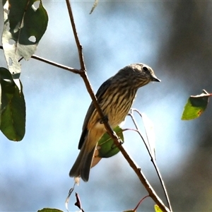 Pachycephala rufiventris (Rufous Whistler) at The Whiteman, NSW by geoffcrispin