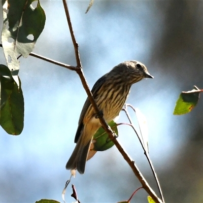 Pachycephala rufiventris (Rufous Whistler) at The Whiteman, NSW - 20 Aug 2022 by geoffcrispin