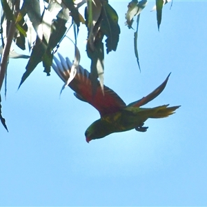 Trichoglossus chlorolepidotus (Scaly-breasted Lorikeet) at The Whiteman, NSW by geoffcrispin