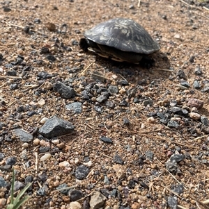 Chelodina longicollis at Weetangera, ACT - 27 Nov 2024 08:57 AM