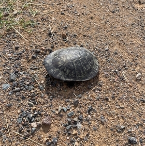 Chelodina longicollis at Weetangera, ACT - 27 Nov 2024