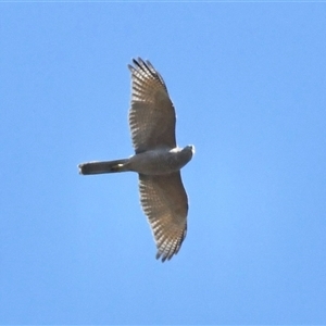 Tachyspiza cirrocephala (Collared Sparrowhawk) at The Whiteman, NSW by geoffcrispin