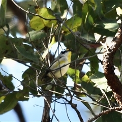 Pardalotus striatus (Striated Pardalote) at The Whiteman, NSW - 20 Aug 2022 by geoffcrispin