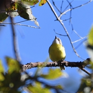 Gerygone olivacea (White-throated Gerygone) at The Whiteman, NSW by geoffcrispin