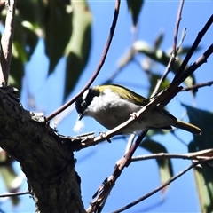 Melithreptus albogularis (White-throated Honeyeater) at The Whiteman, NSW - 20 Aug 2022 by geoffcrispin