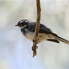 Rhipidura albiscapa (Grey Fantail) at The Whiteman, NSW - 20 Aug 2022 by geoffcrispin