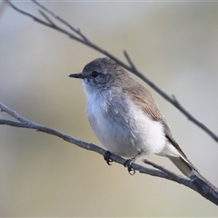 Microeca fascinans (Jacky Winter) at The Whiteman, NSW - 20 Aug 2022 by geoffcrispin