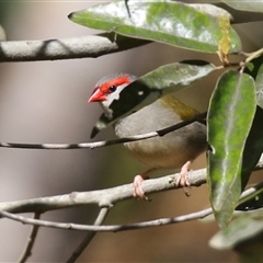 Neochmia temporalis (Red-browed Finch) at The Whiteman, NSW - 20 Aug 2022 by geoffcrispin