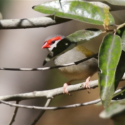 Neochmia temporalis (Red-browed Finch) at The Whiteman, NSW - 20 Aug 2022 by geoffcrispin