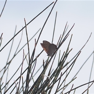 Acrodipsas aurata (Golden Ant-blue) at Narrabundah, ACT by RAllen