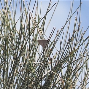 Acrodipsas aurata at Narrabundah, ACT - 26 Nov 2024