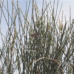 Acrodipsas aurata at Narrabundah, ACT - 26 Nov 2024