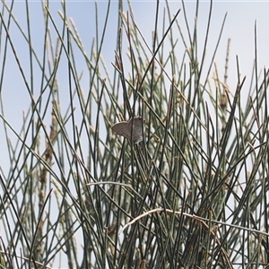 Acrodipsas aurata at Narrabundah, ACT - 26 Nov 2024