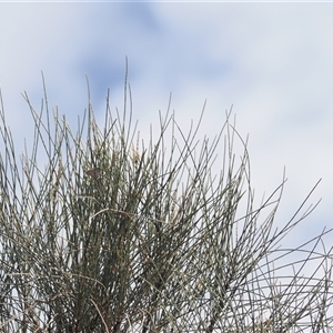 Acrodipsas aurata at Narrabundah, ACT - suppressed