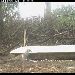 Geopelia humeralis (Bar-shouldered Dove) at The Whiteman, NSW - 15 May 2023 by geoffcrispin