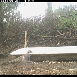 Geopelia humeralis at The Whiteman, NSW - 15 May 2023 11:41 AM