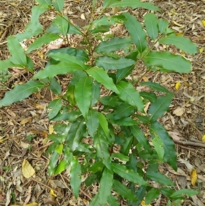 Cinnamomum oliveri (Oliver's sassafras) at Broughton Village, NSW by plants