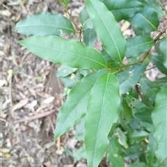 Cinnamomum oliveri at Broughton Village, NSW - 25 Nov 2024 09:26 AM