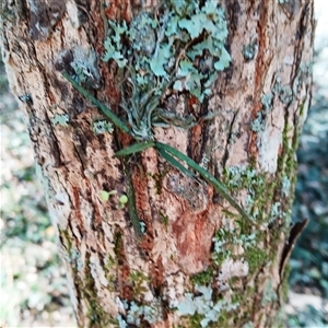 Sarcochilus hillii (Morrison's Tree-orchid, or Myrtle Bells) at Broughton Village, NSW by plants