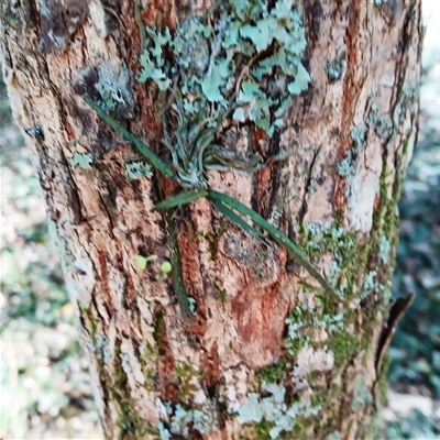 Sarcochilus hillii (Morrison's Tree-orchid, or Myrtle Bells) at Broughton Village, NSW - 25 Nov 2024 by plants