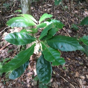 Sloanea australis (Maiden's Blush) at Broughton Village, NSW by plants