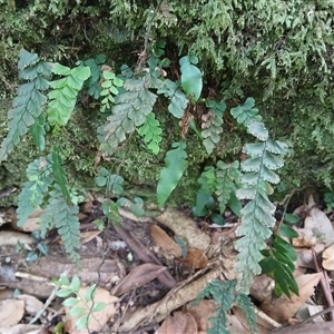 Adiantum diaphanum at Broughton Village, NSW - 25 Nov 2024 11:03 AM