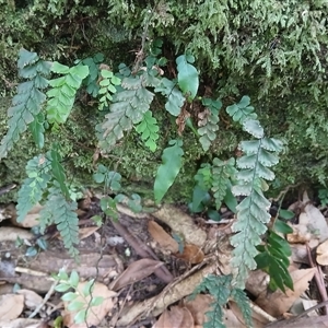 Adiantum diaphanum (Filmy Maidenhair) at Broughton Village, NSW by plants