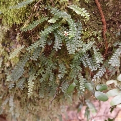 Arthropteris beckleri (Hairy Climbing Fishbone Fern) at Broughton Village, NSW - 25 Nov 2024 by plants