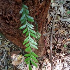 Tmesipteris ovata (Oval Fork Fern) at Broughton Village, NSW - 25 Nov 2024 by plants