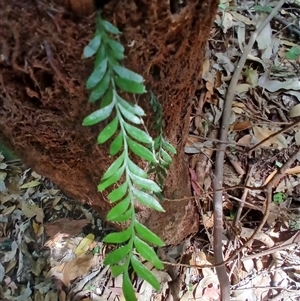 Tmesipteris ovata at Broughton Village, NSW - 25 Nov 2024