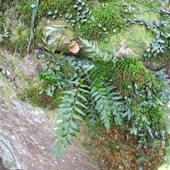 Asplenium polyodon (Willow Spleenwort) at Broughton Village, NSW - 25 Nov 2024 by plants