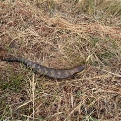 Tiliqua scincoides scincoides (Eastern Blue-tongue) at Hawker, ACT - 27 Nov 2024 by AdamMc