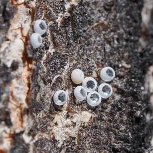 Acrodipsas myrmecophila (Small Ant-blue Butterfly) at Macarthur, ACT by RAllen